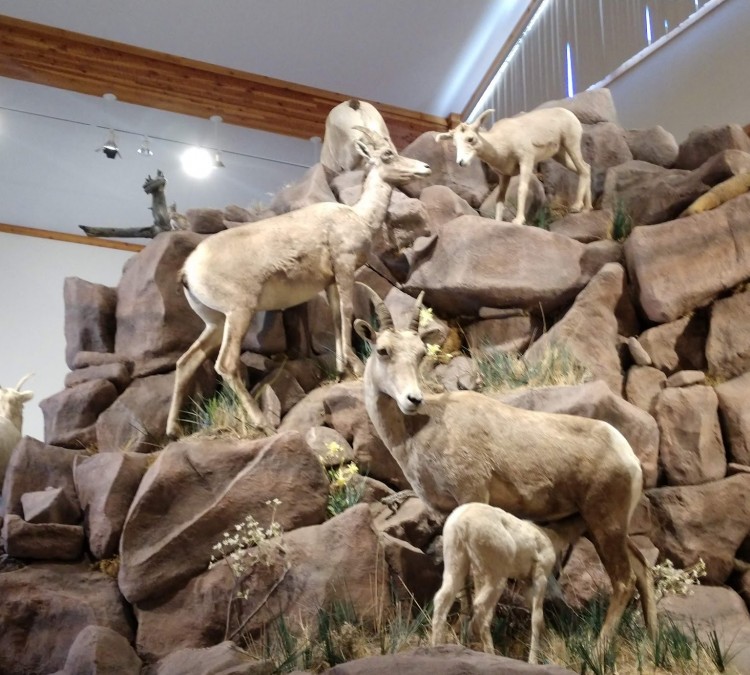 national-bighorn-sheep-center-photo